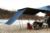 iKamper BDV Awning 3.0 Canopy